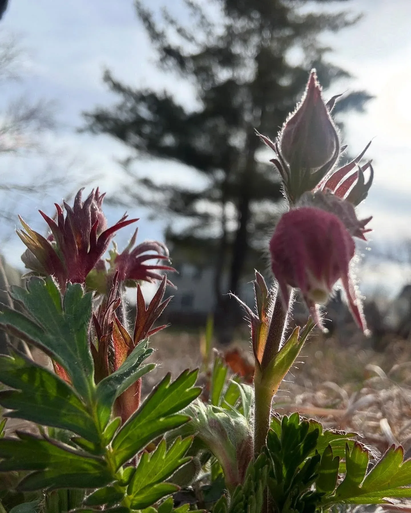 native-plants.jpg
