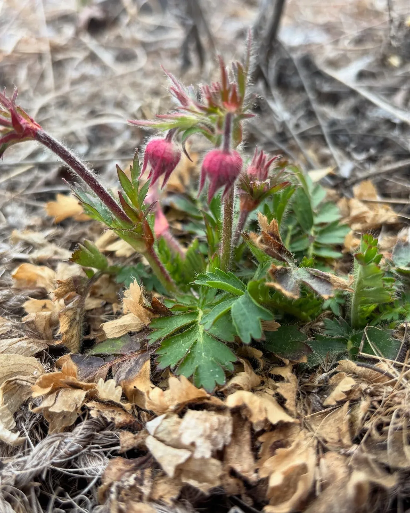 native-plant.jpg