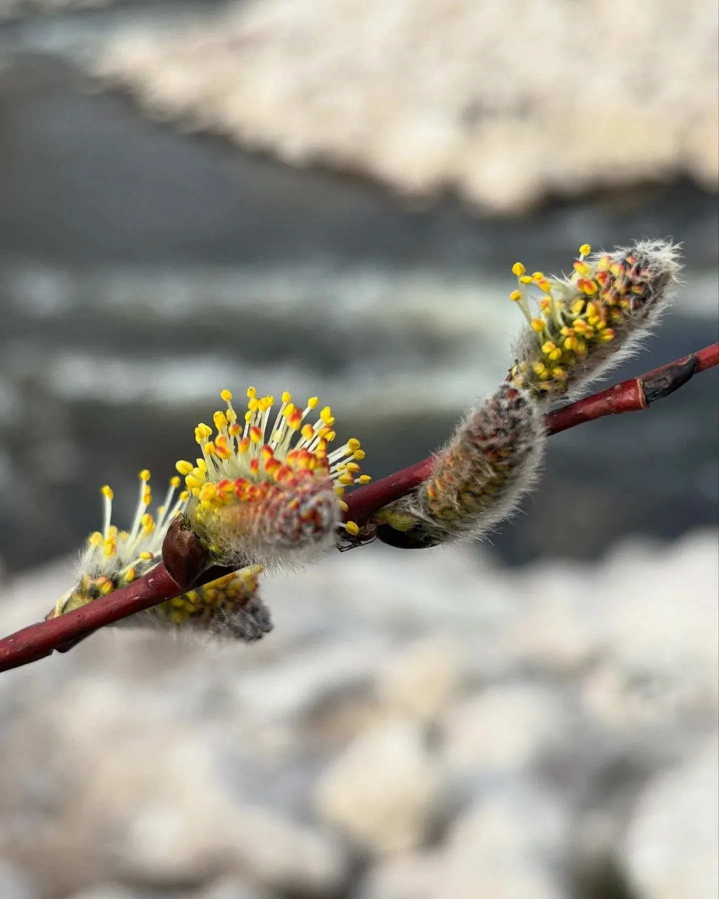 native-park-plants.jpg